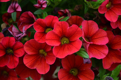 Red Calibrachoa Flower Seeds, Easy-to-Grow Heirloom Non-GMO Blooms for Hanging Baskets & Gardens