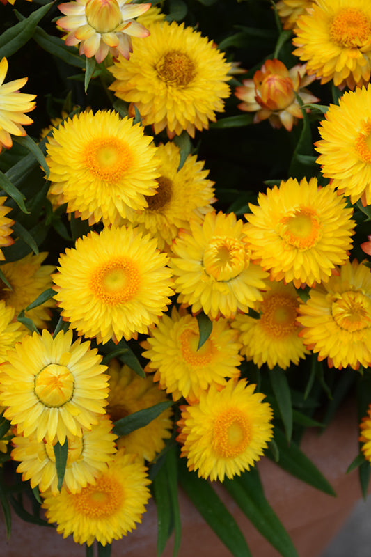 Premium Yellow StrawFlower seeds for Planting Garden Favorite, Heirloom & GMO Free Seeds for Home Garden seeds