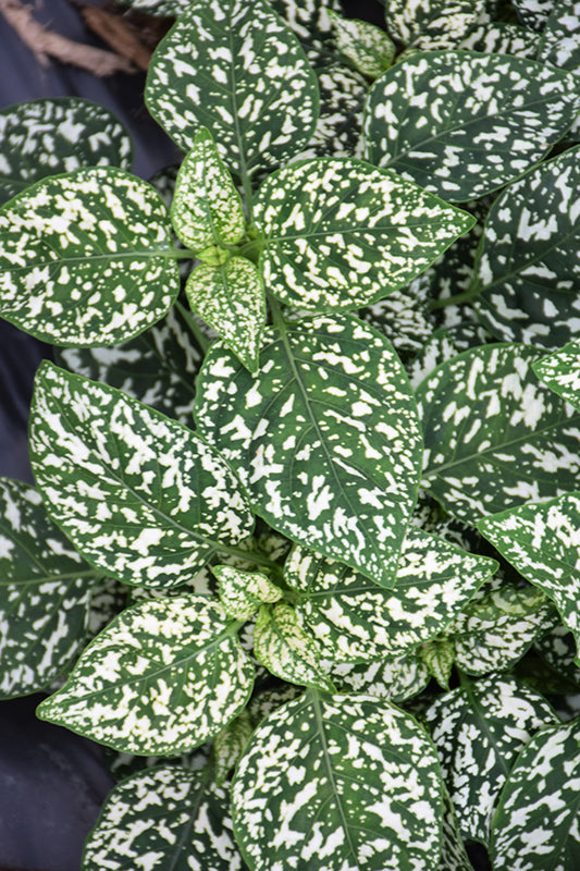Premium White Green Hypoestes Polka Flower seeds for Planting Wildflower Mix, Heirloom & GMO Free Seeds for Home Garden seeds