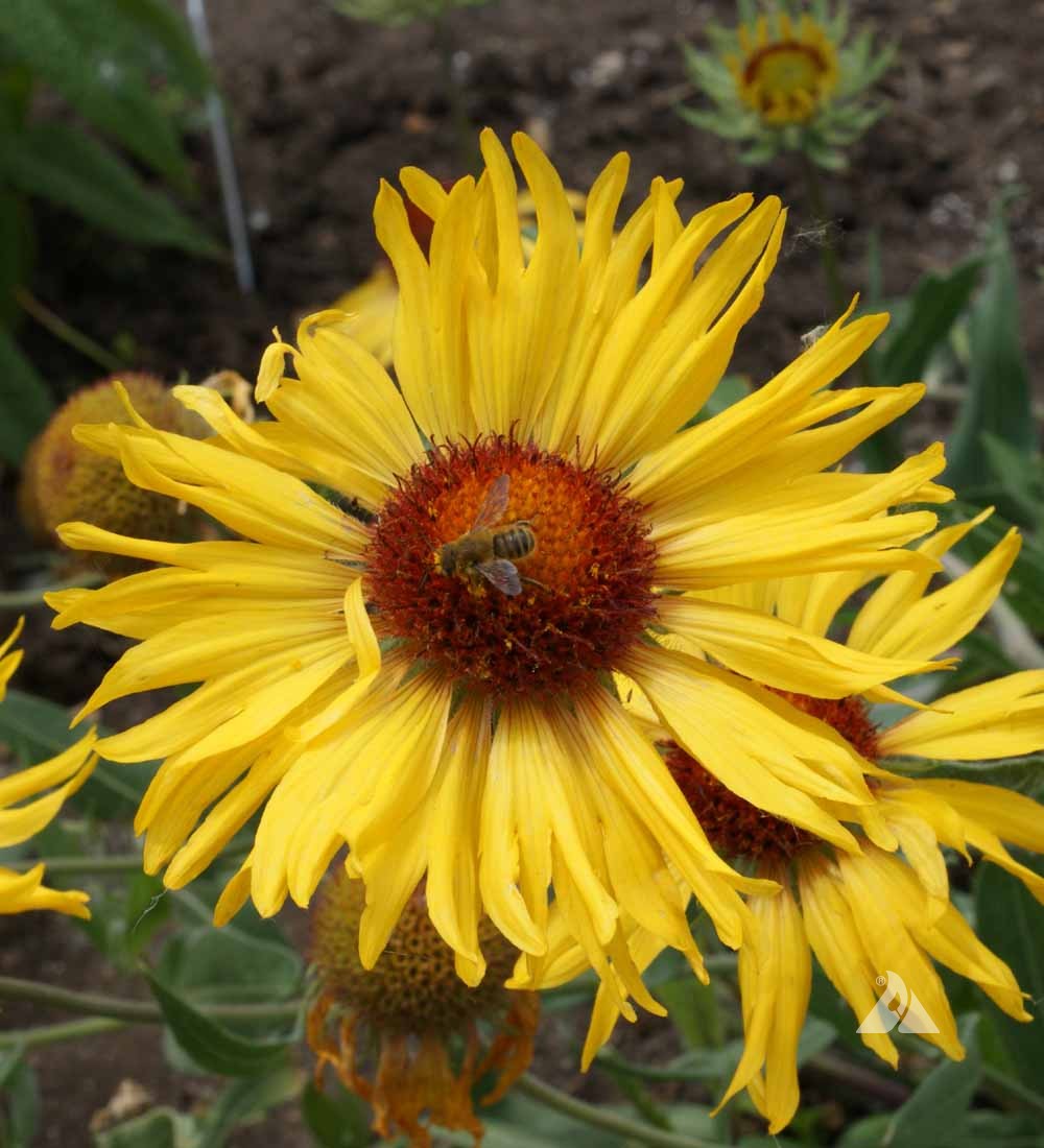 Yellow Gaillardia Flower seeds for Planting Garden Favorite, Heirloom & GMO Free Seeds for Home Garden seeds for planting