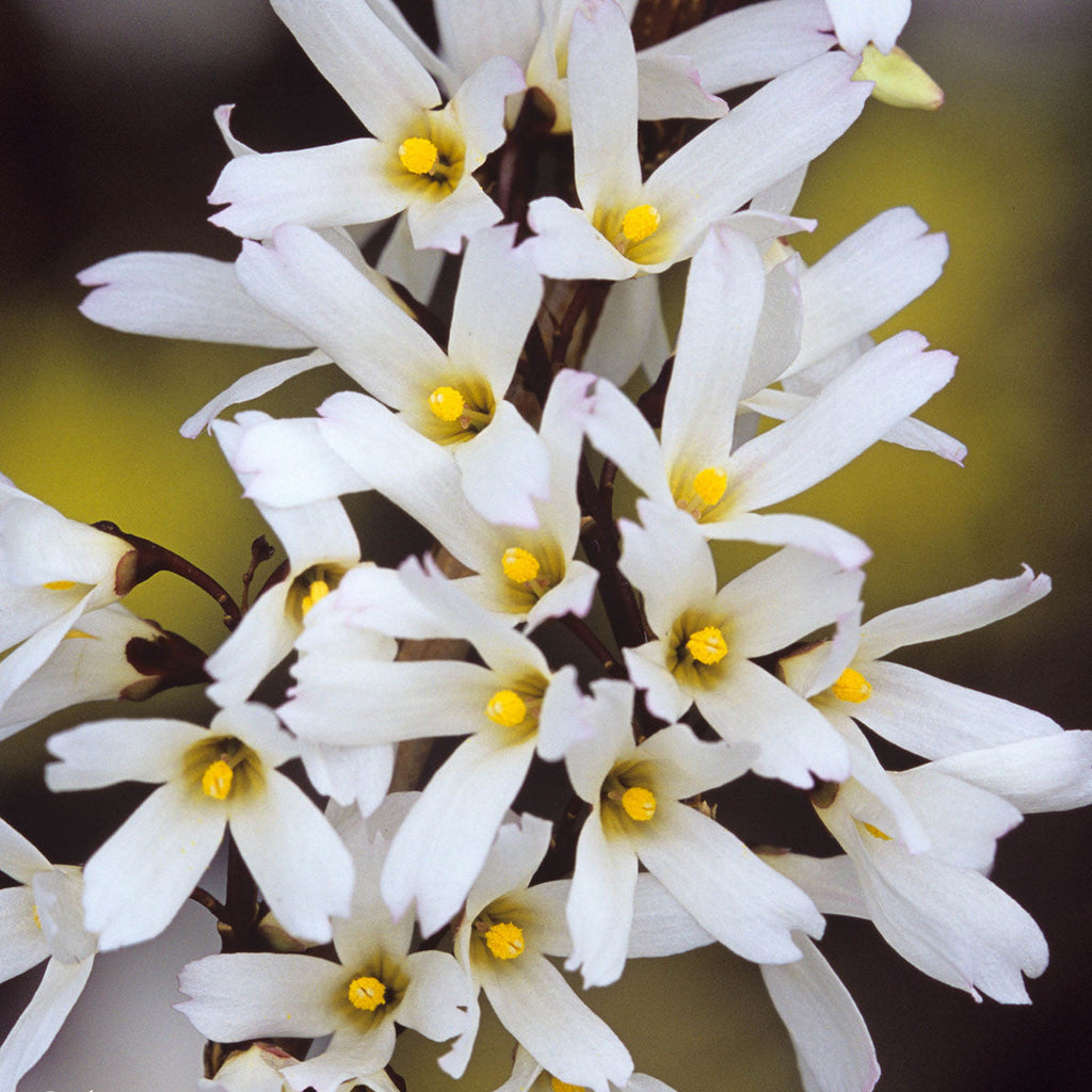 White Forsythia Abeliophyllum distichum Flower seeds for Planting Easy to Grow, Heirloom & GMO Free Seeds for Home Garden vegetable and garden seeds