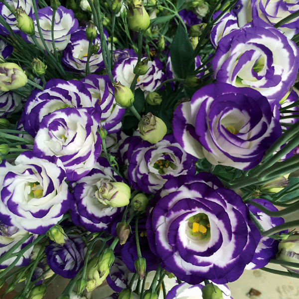 Mixed Lisianthus Echo Flower seeds for Planting Compact Growth, Heirloom & GMO Free Seeds for Home Garden vegetable and garden seeds