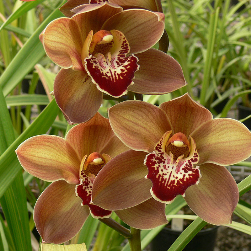 Cymbidium Flower seeds for Planting - Cut Flower Favorite, Heirloom & GMO Free Seeds for Home Garden