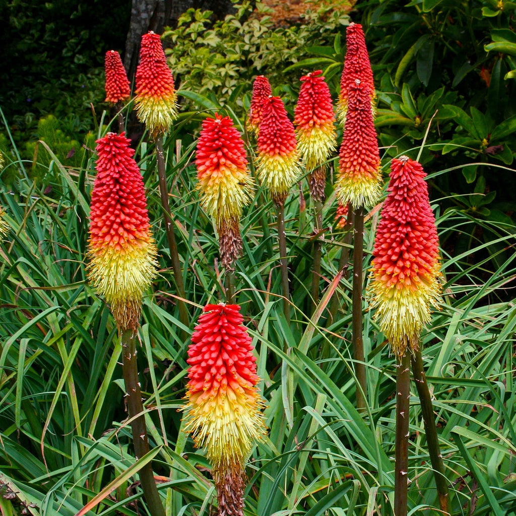 Red Kniphofia Flower seeds for Planting Compact Growth, Heirloom & GMO Free Seeds for Home Garden seeds for planting