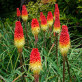 Red Kniphofia Flower seeds for Planting Compact Growth, Heirloom & GMO Free Seeds for Home Garden seeds for planting
