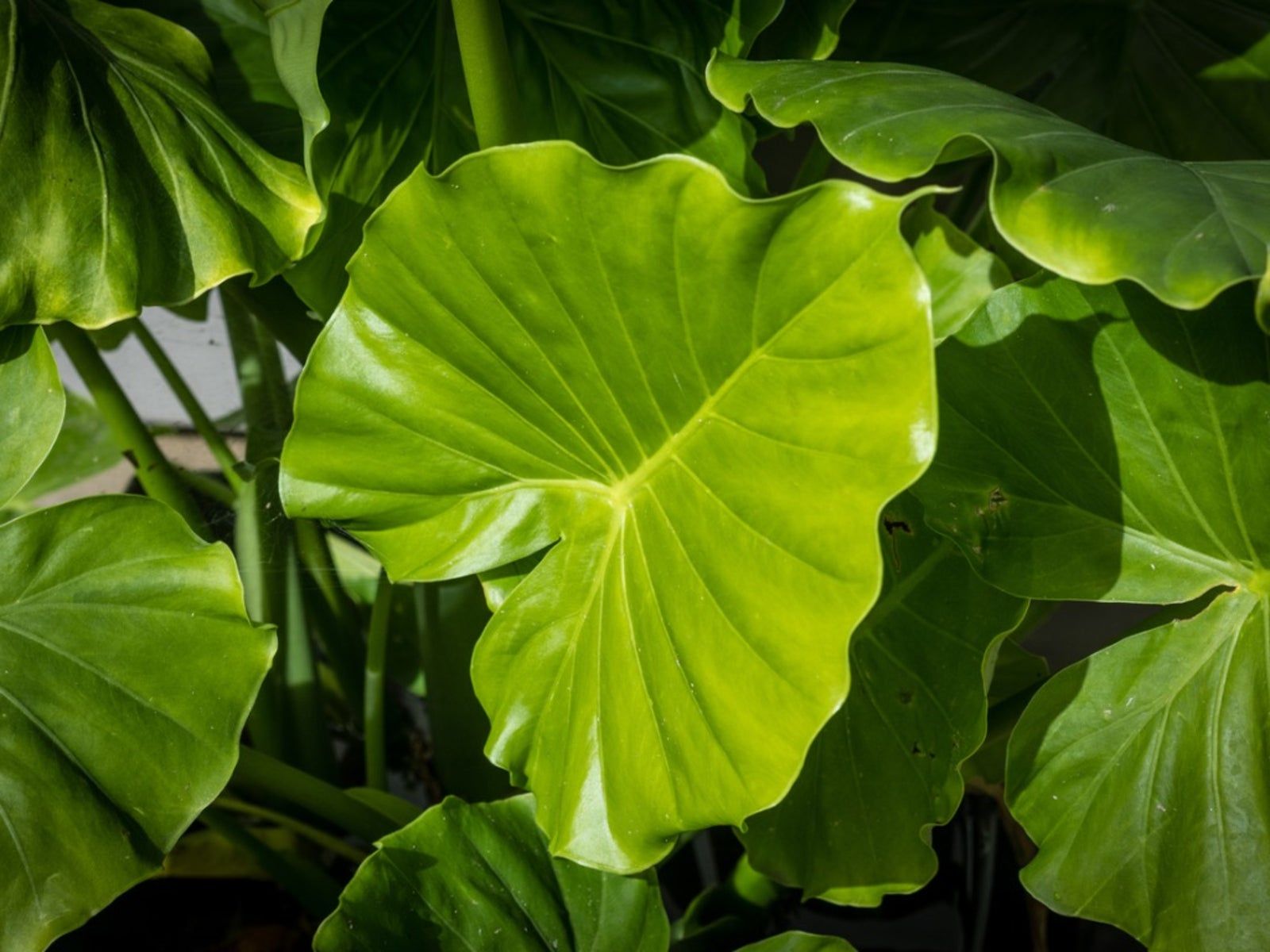 Premium Elephant's Ear Flower seeds for Planting Long Bloom Season, Heirloom & GMO Free Seeds for Home Garden seeds