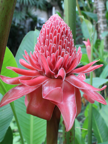 Pink Torch Ginger Flower seeds for Planting Pollinator Friendly, Heirloom & GMO Free Seeds for Home Garden vegetable and garden seeds