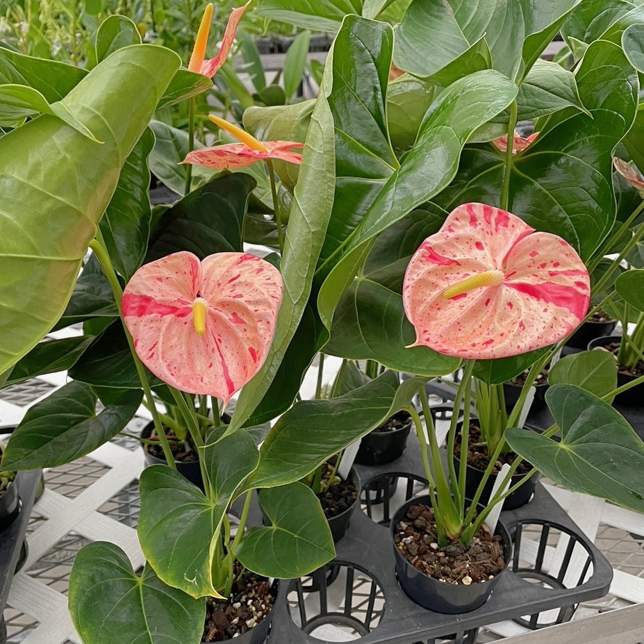Anthurium (Anthurium Bonsai) seeds for planting in home garden