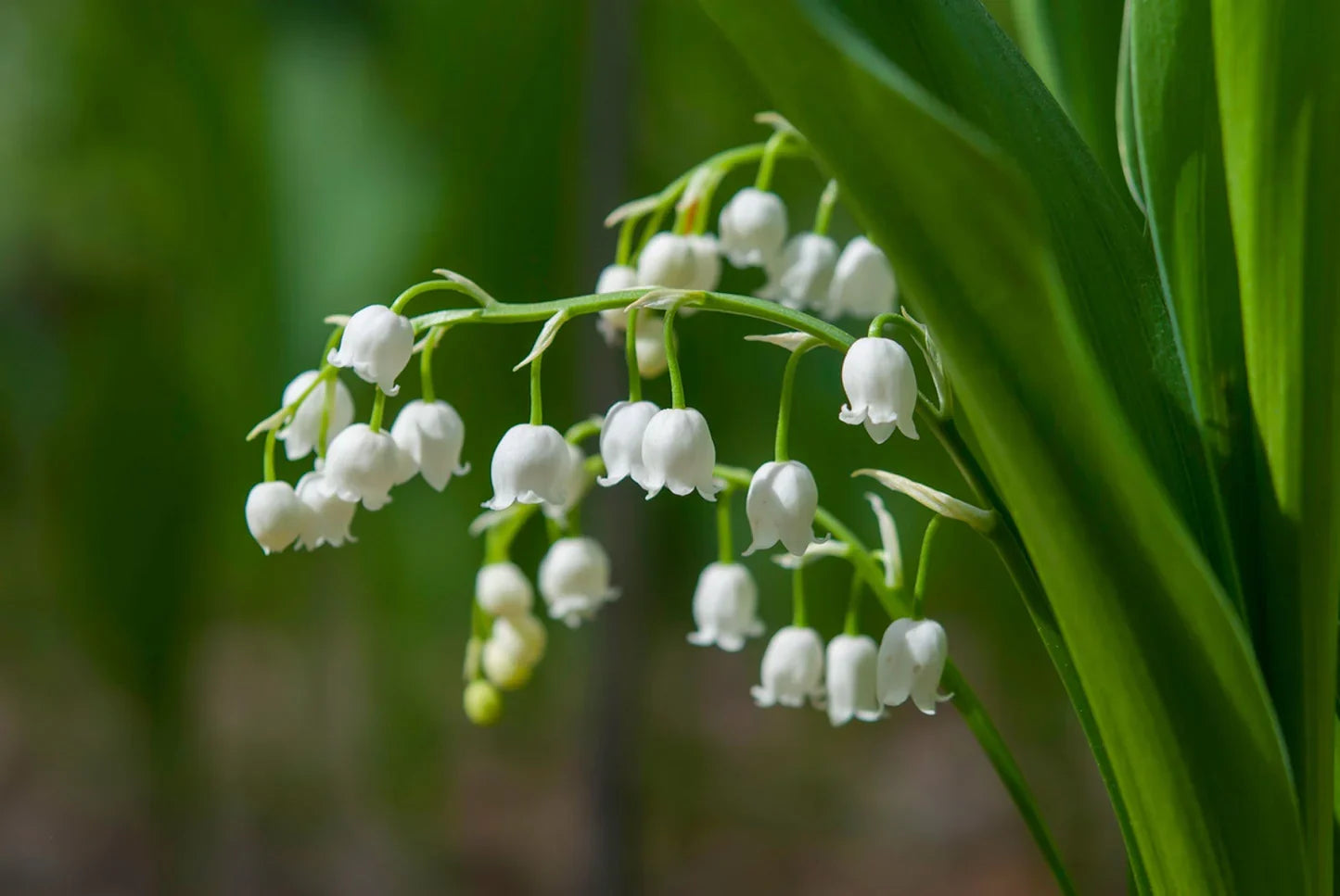 Heirloom Valley Flower seeds for Planting Drought Tolerant Heirloom & GMO Free Seeds for Home Garden