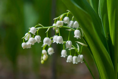 Heirloom Valley Flower seeds for Planting Drought Tolerant Heirloom & GMO Free Seeds for Home Garden