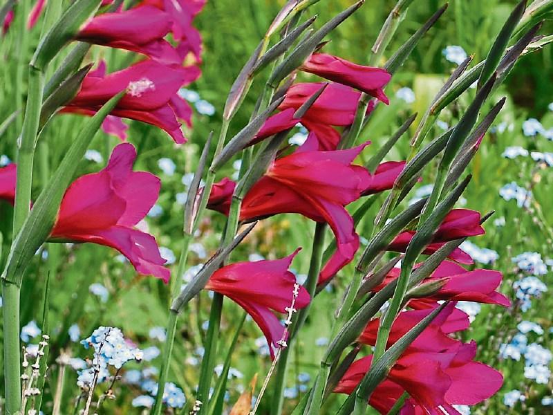 Pulcherrimum Flower seeds for Planting Long Bloom Season, Heirloom & GMO Free Seeds for Home Garden vegetable and garden seeds