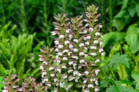 Acanthus Mollis Flower seeds for Planting Pollinator Friendly Heirloom & GMO Free Seeds for Home Garden
