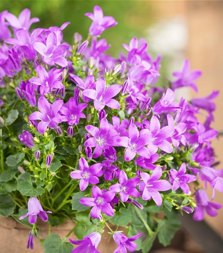 Premium Purple Portenschlagiana Flower seeds for Planting Pollinator Friendly, Heirloom & GMO Free Seeds for Home Garden seeds