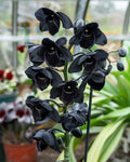 Black Cymbidium Orchid Flower seeds for Planting Bright Blooms, Heirloom & GMO Free Seeds for Home Garden seeds for planting