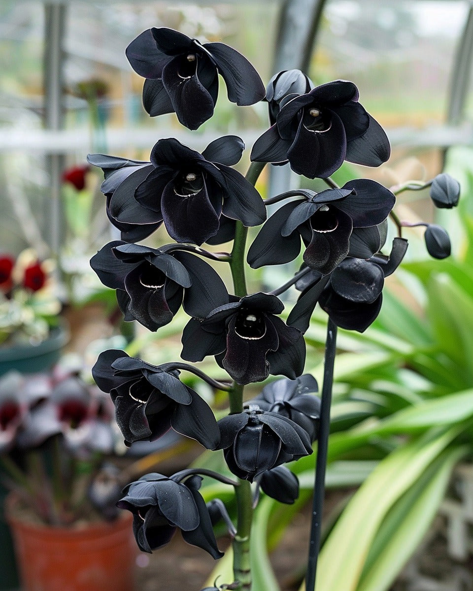 Premium Cymbidium Flower seeds for Planting Long Bloom Season, Heirloom & GMO Free Seeds for Home Garden seeds