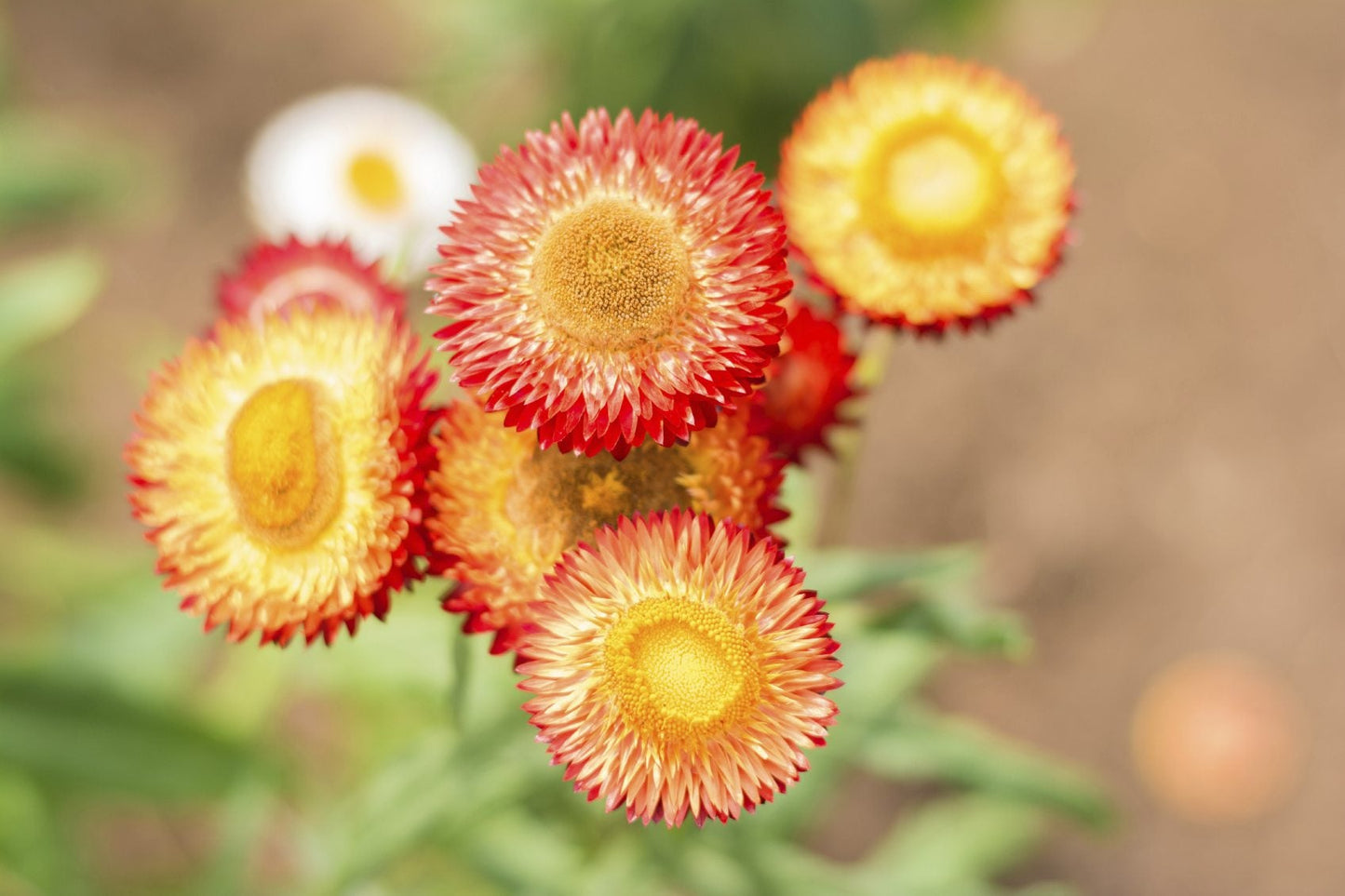 StrawFlower seeds for Planting Garden Favorite Heirloom & GMO Free Seeds for Home Garden