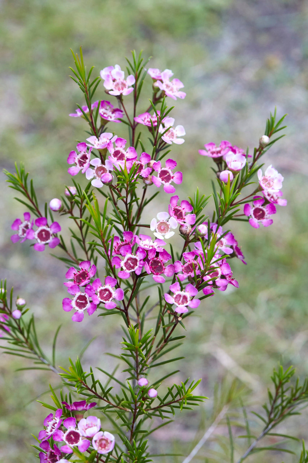 Geraldton Wax Flower seeds for Planting Drought Tolerant, Heirloom & GMO Free Seeds for Home Garden seeds for planting