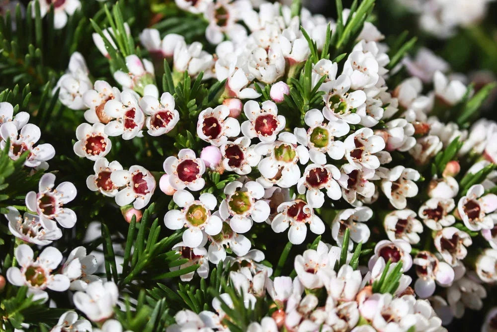 Geraldton Flower seeds for Planting Cottage Garden Essential Heirloom & GMO Free Seeds for Home Garden