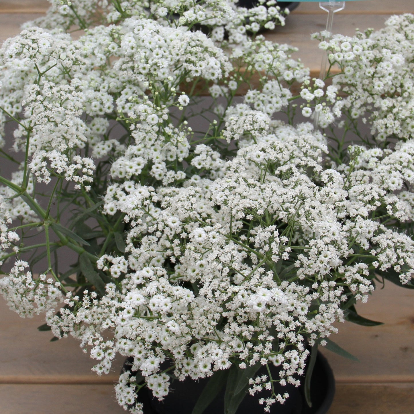 Gypsophila Flower seeds for Planting Low Maintenance Heirloom & GMO Free Seeds for Home Garden