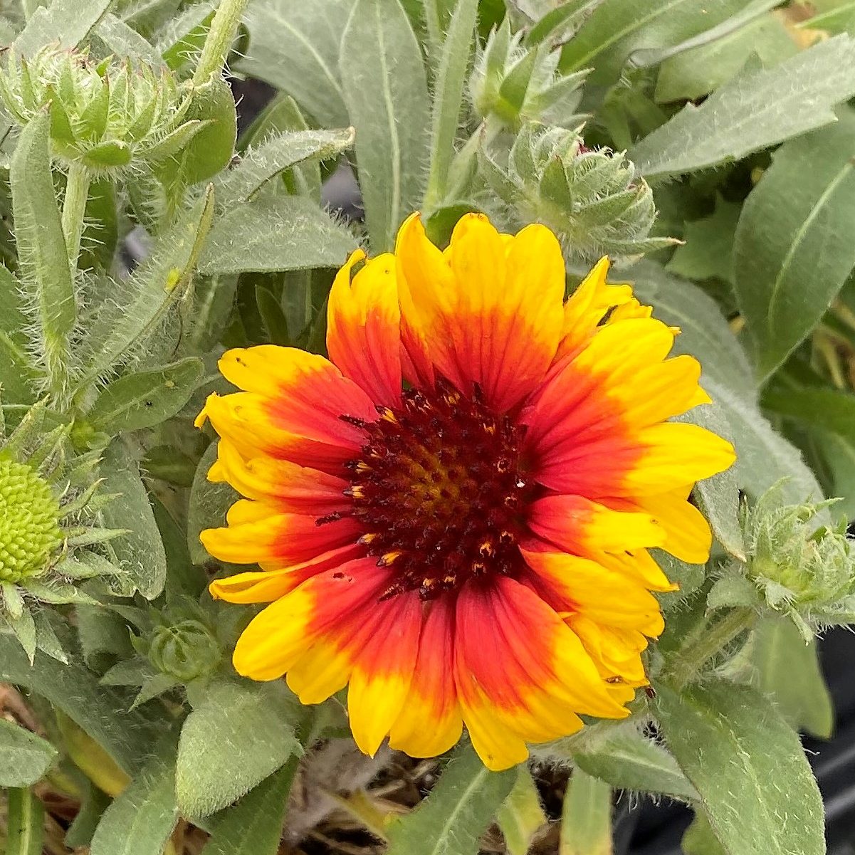 Premium Yellow Gaillardia Flower seeds for Planting Cottage Garden Essential, Heirloom & GMO Free Seeds for Home Garden seeds