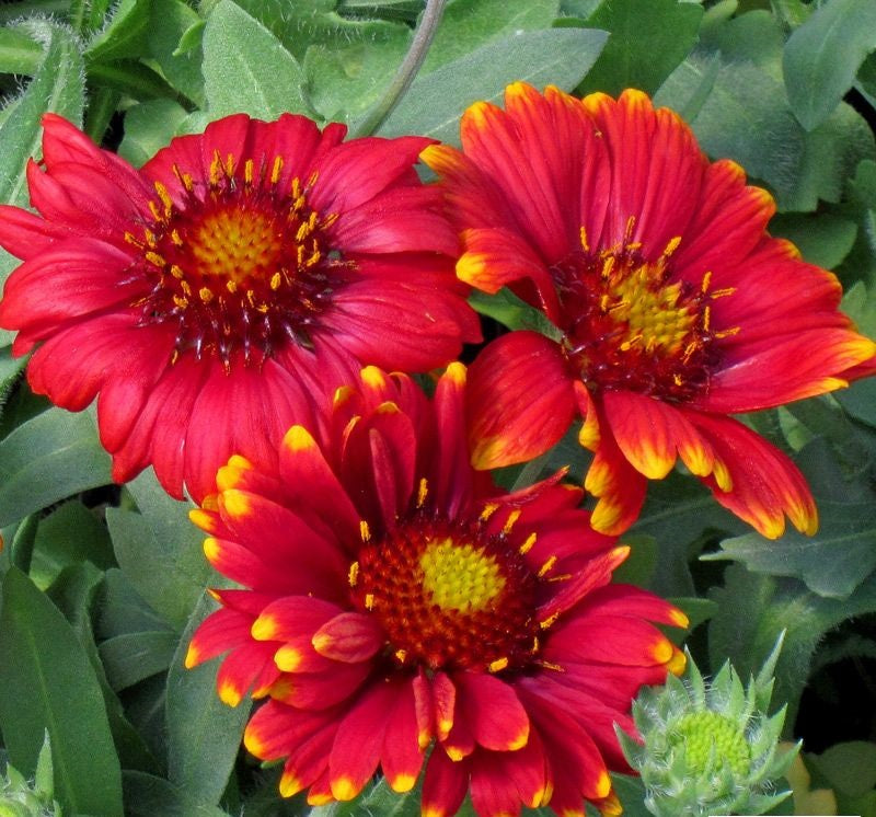 Premium Red Gaillardia Arizona Flower seeds for Planting Compact Growth, Heirloom & GMO Free Seeds for Home Garden seeds