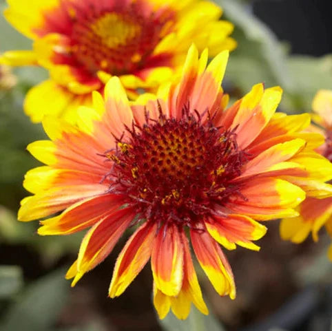 Yellow Gaillardia Flower seeds for Planting Cottage Garden Essential, Heirloom & GMO Free Seeds for Home Garden vegetable and garden seeds