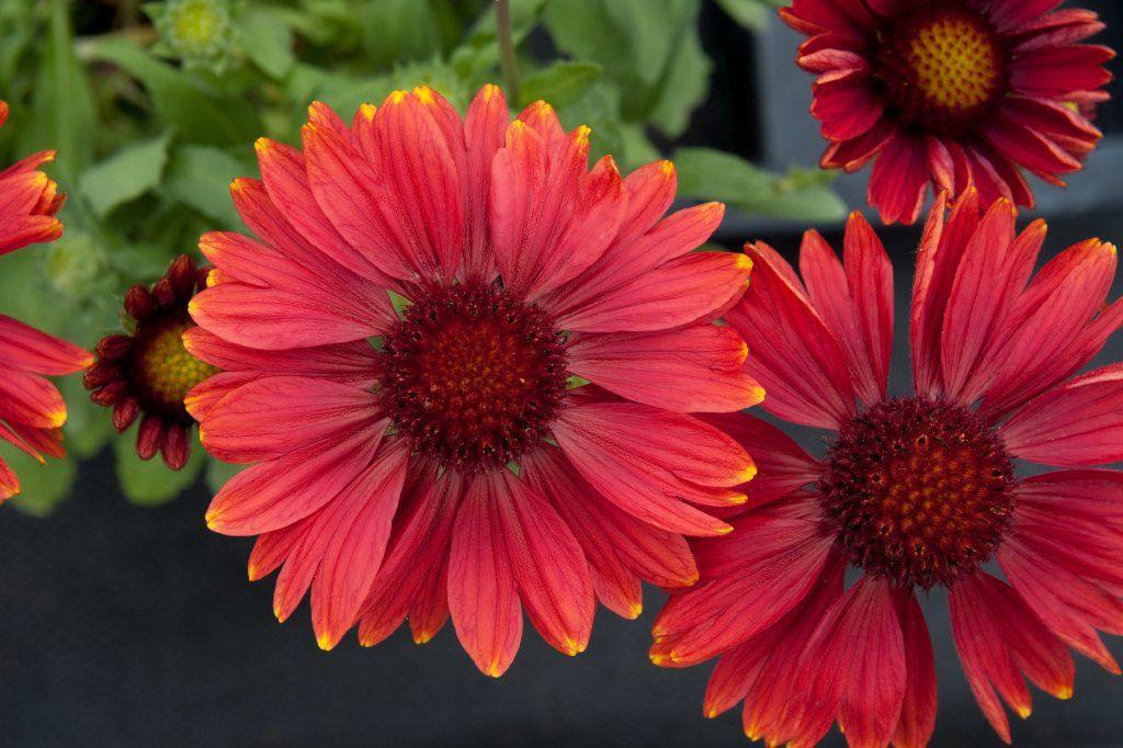 Red Gaillardia Arizona Flower seeds for Planting Compact Growth, Heirloom & GMO Free Seeds for Home Garden vegetable and garden seeds