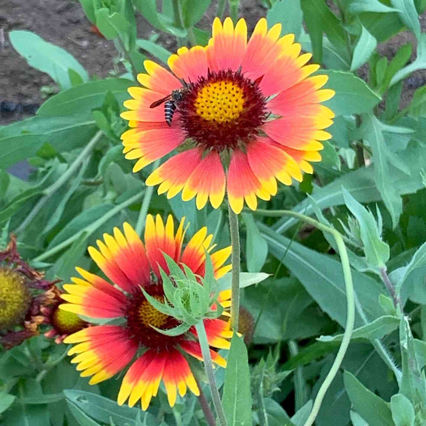 Gaillardia Flower seeds for Planting Drought Tolerant Heirloom & GMO Free Seeds for Home Garden