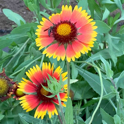 Gaillardia Flower seeds for Planting Drought Tolerant Heirloom & GMO Free Seeds for Home Garden