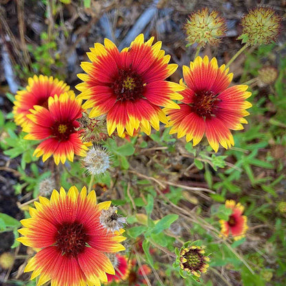 Heirloom Gaillardia Tokajer Flower seeds for Planting Hardy Variety Heirloom & GMO Free Seeds for Home Garden