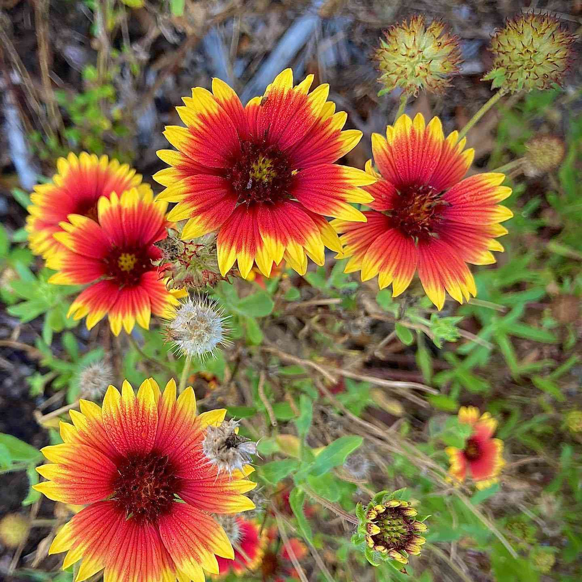 Gaillardia Pulchella Flower seeds for Planting Drought Tolerant Heirloom & GMO Free Seeds for Home Garden
