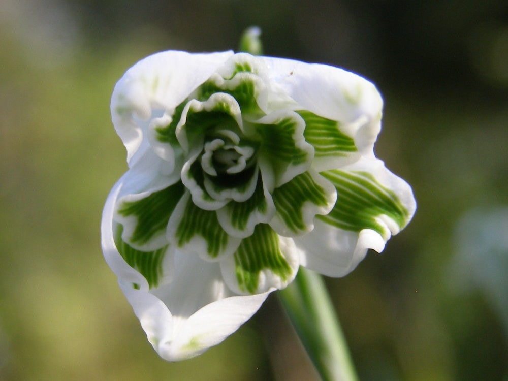 Rare Scented Snowdrops (Galanthus nivalis 'Flore Pleno') Flower seeds for Planting Garden Favorite, Heirloom & GMO Free Seeds for Home Garden vegetable and garden seeds