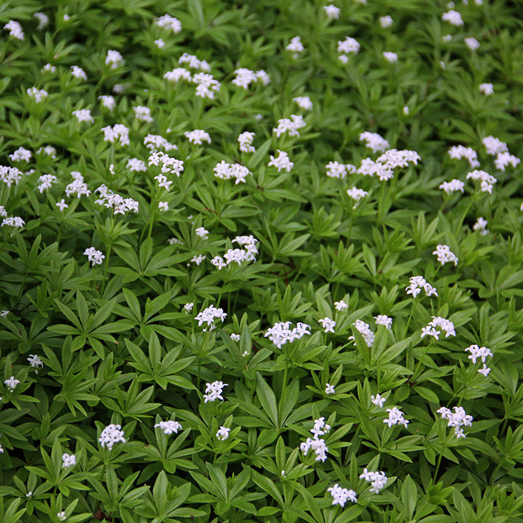 Premium Galium Flower seeds for Planting Sun Loving, Heirloom & GMO Free Seeds for Home Garden seeds