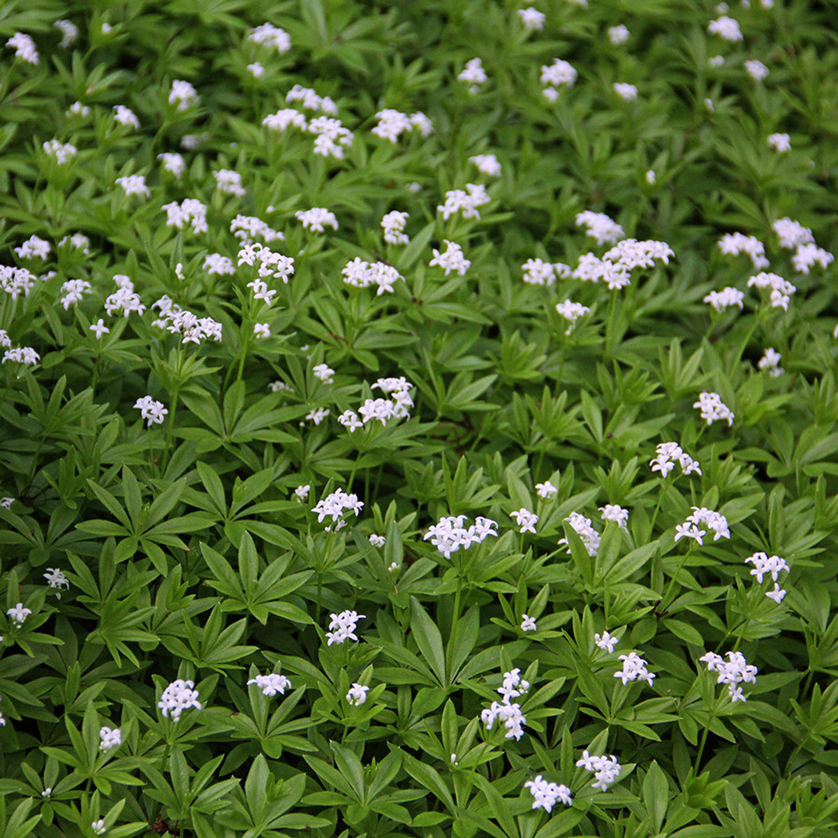 Premium Galium Flower seeds for Planting Sun Loving, Heirloom & GMO Free Seeds for Home Garden seeds