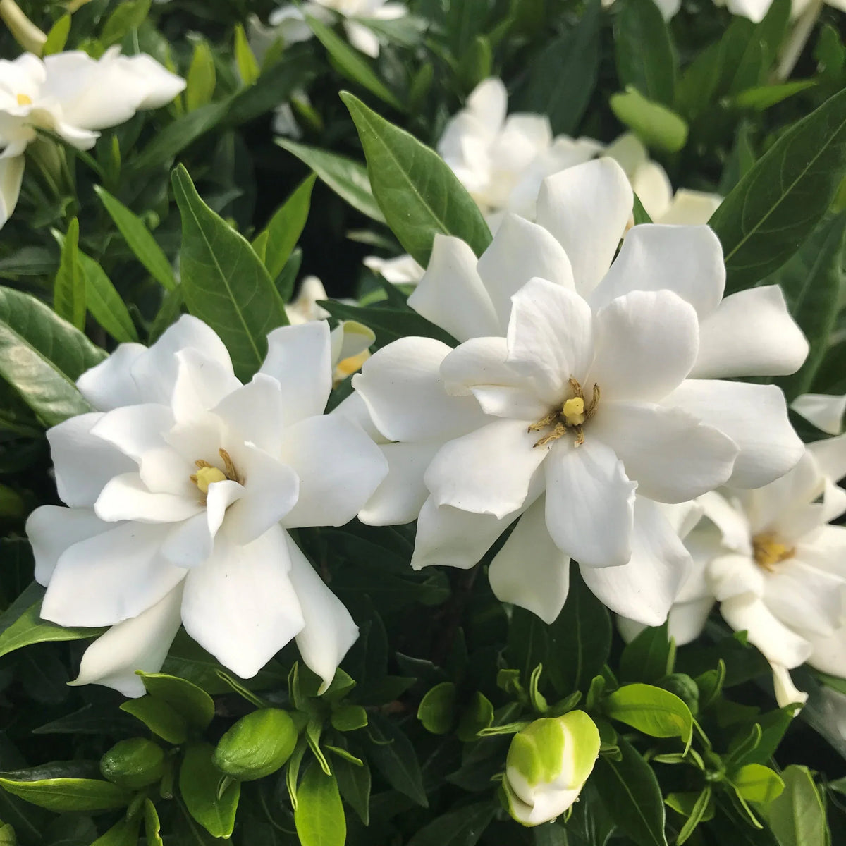 Gardenia Jasminoides Flower seeds for Planting Vibrant Colors Heirloom & GMO Free Seeds for Home Garden