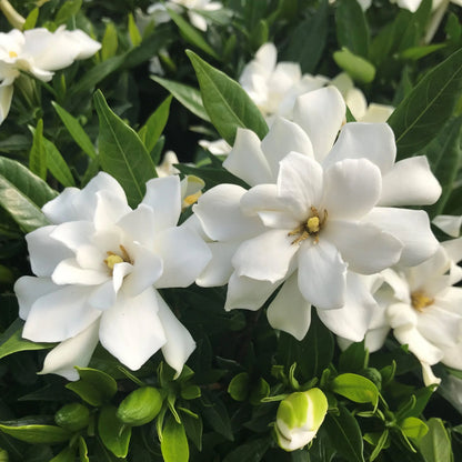Gardenia Jasminoides Flower seeds for Planting Vibrant Colors Heirloom & GMO Free Seeds for Home Garden