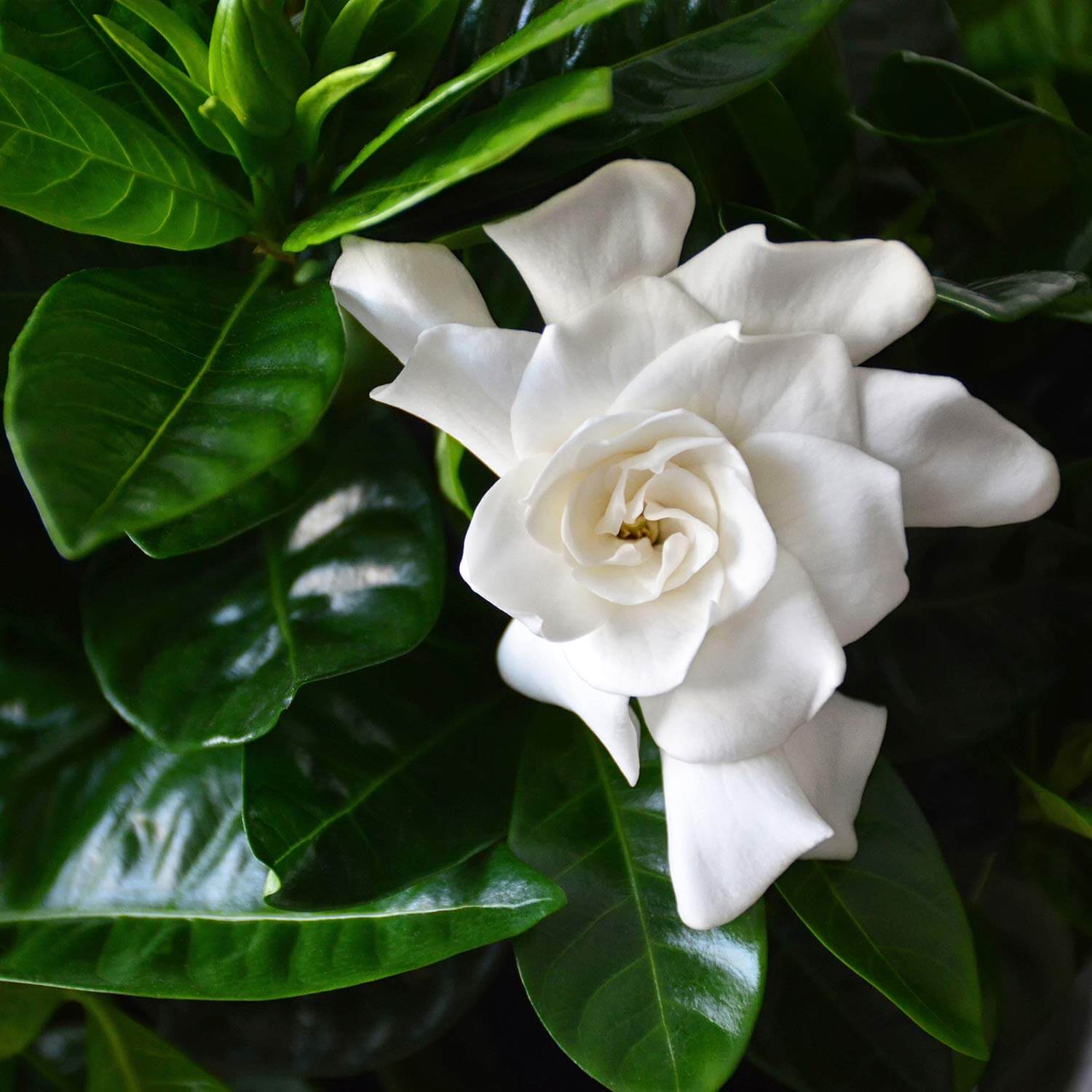 Premium Gardenia Jasminoides Flower seeds for Planting Cottage Garden Essential, Heirloom & GMO Free Seeds for Home Garden seeds