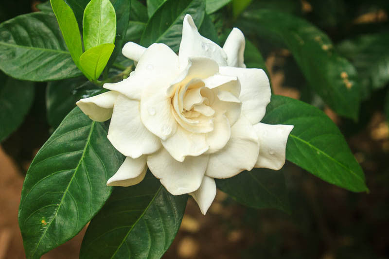 Gardenia Jasminoides Flower seeds for Planting Cottage Garden Essential, Heirloom & GMO Free Seeds for Home Garden seeds for planting