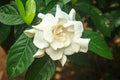Gardenia Jasminoides Flower seeds for Planting Cottage Garden Essential, Heirloom & GMO Free Seeds for Home Garden seeds for planting