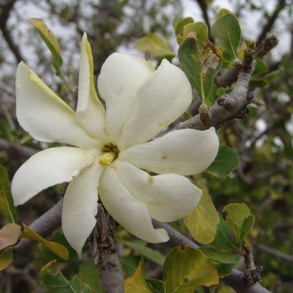 Premium White Volkensii Flower seeds for Planting Cut Flower Favorite, Heirloom & GMO Free Seeds for Home Garden seeds