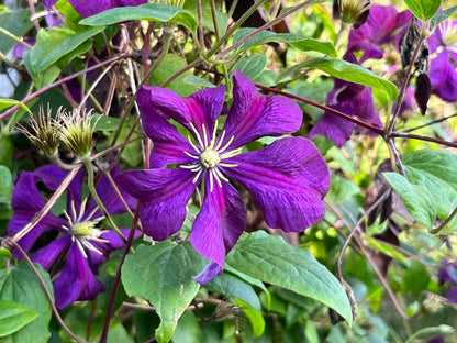 Clematis Flower seeds for Planting Hardy Variety Heirloom & GMO Free Seeds for Home Garden