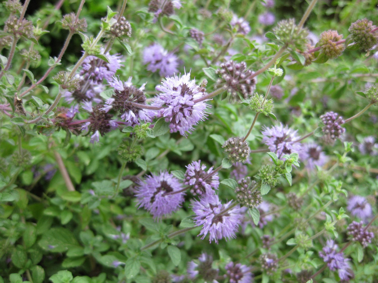 Pennyroyal Flower seeds for Planting Sun Loving Heirloom & GMO Free Seeds for Home Garden