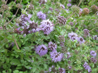Pennyroyal Flower seeds for Planting Sun Loving Heirloom & GMO Free Seeds for Home Garden