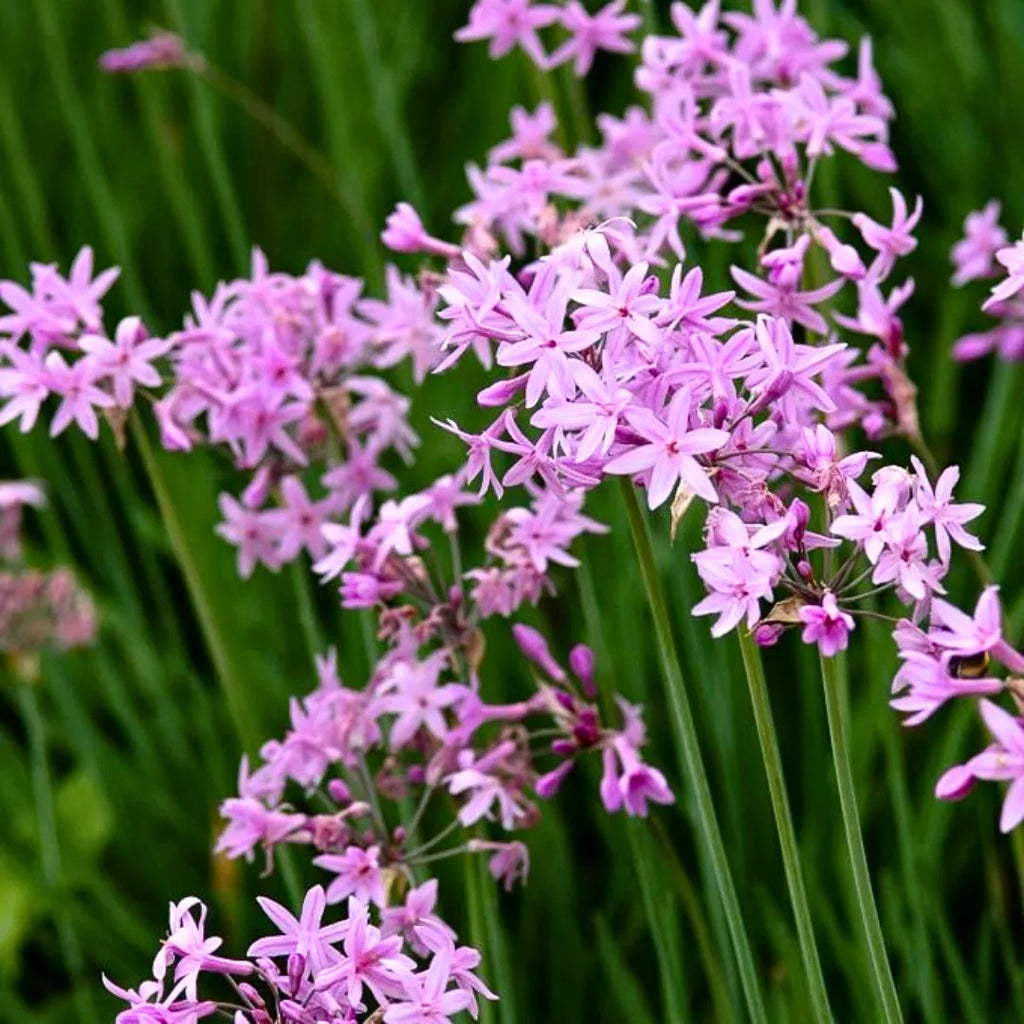 Premium Tulbaghia Violacea Flower seeds for Planting Easy to Grow, Heirloom & GMO Free Seeds for Home Garden seeds