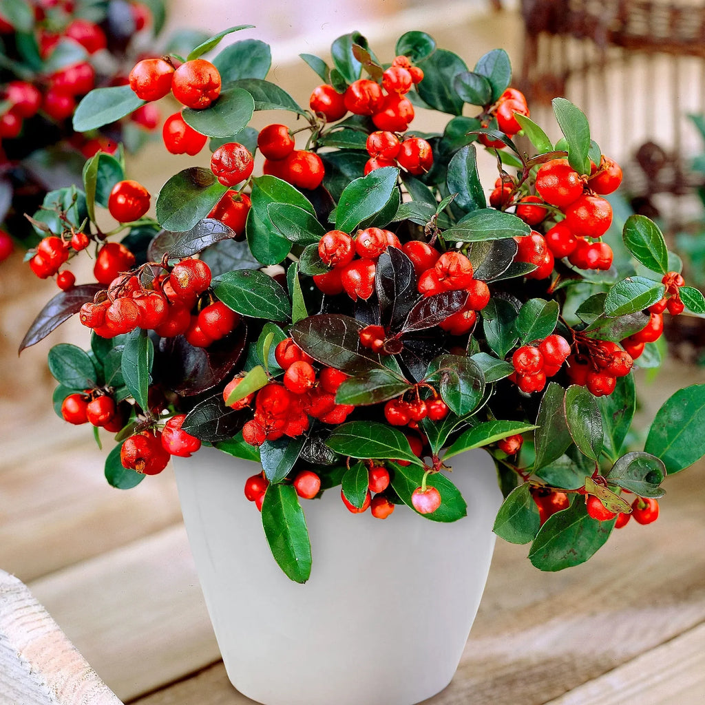 Premium Red Gaultheria Flower seeds for Planting Pollinator Friendly, Heirloom & GMO Free Seeds for Home Garden seeds