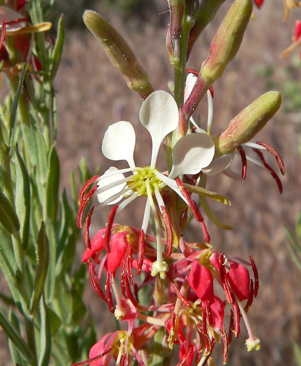 Red Gaura Flower seeds for Planting Wildflower Mix, Heirloom & GMO Free Seeds for Home Garden seeds for planting