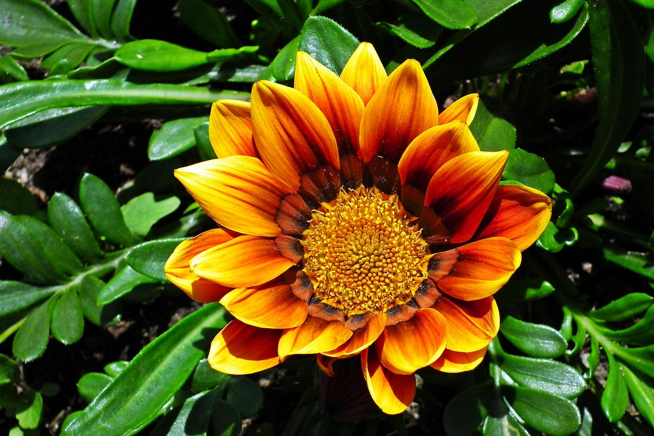 Non-GMO Gazania Seeds for Gardening
