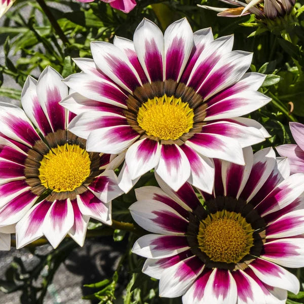 Premium White Purple Gazania Flower seeds for Planting Perfect for Borders, Heirloom & GMO Free Seeds for Home Garden seeds