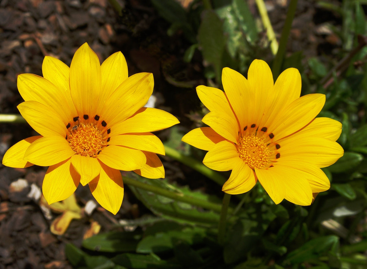 Gazania Rigens Flower seeds for Planting Pollinator Friendly Heirloom & GMO Free Seeds for Home Garden