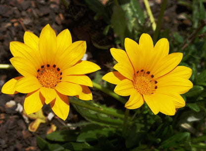 Gazania Rigens Flower seeds for Planting Pollinator Friendly Heirloom & GMO Free Seeds for Home Garden
